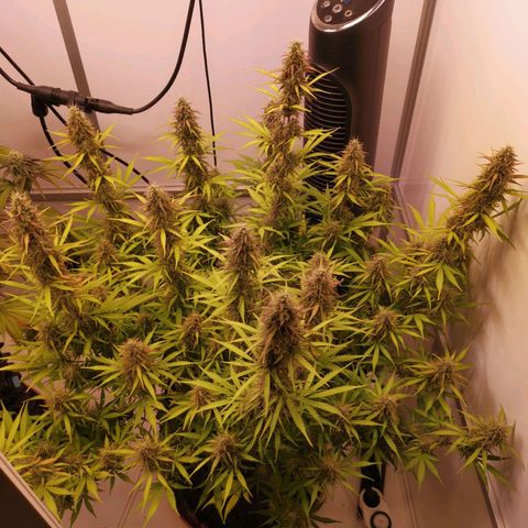 Green Crack growlog timeline photo