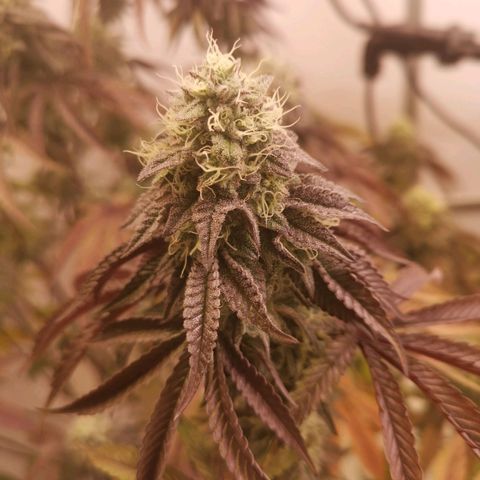 Polar Gelato growlog timeline photo