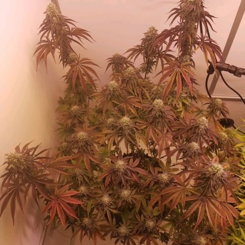 Polar Gelato growlog timeline photo