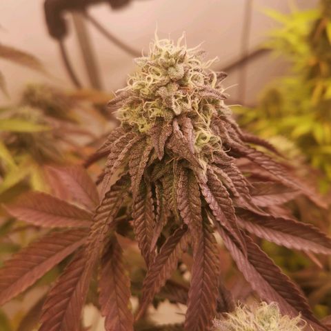 Polar Gelato growlog timeline photo