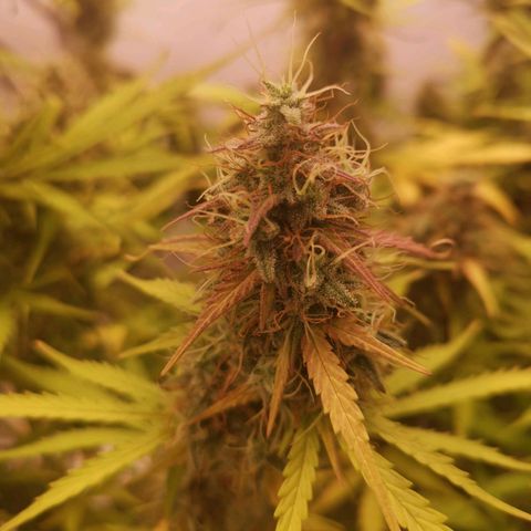 Green Crack growlog timeline photo