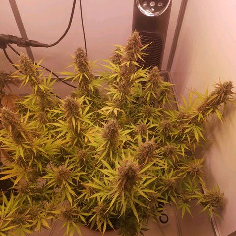 Green Crack growlog timeline photo