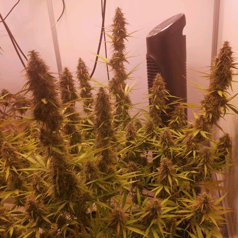 Green Crack growlog timeline photo