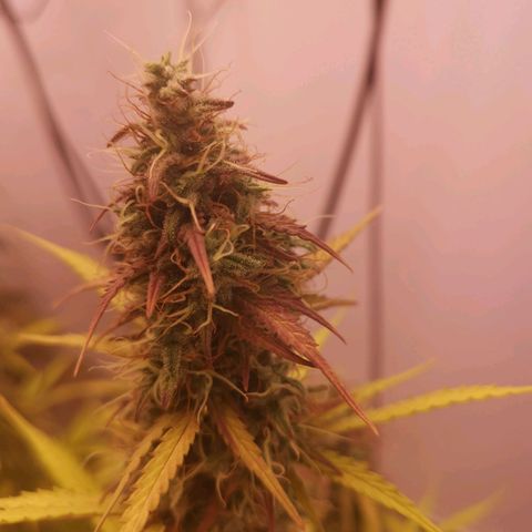 Green Crack growlog timeline photo