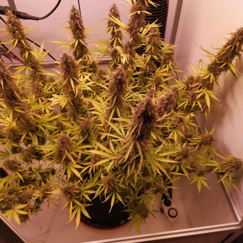 Green Crack growlog timeline photo