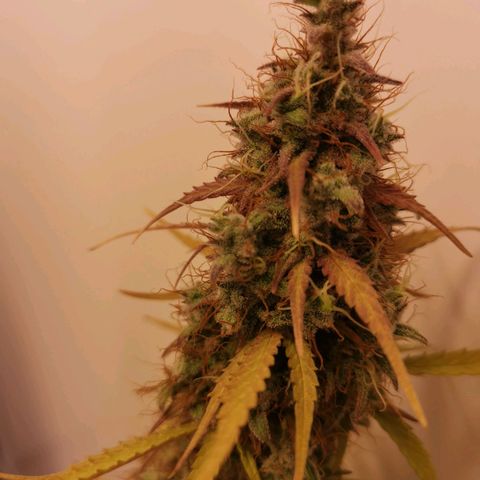 Green Crack growlog timeline photo