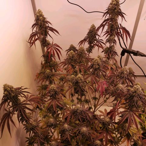 Polar Gelato growlog timeline photo