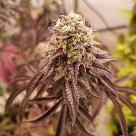 Polar Gelato growlog timeline photo