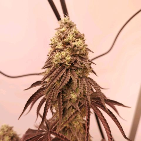 Polar Gelato growlog timeline photo