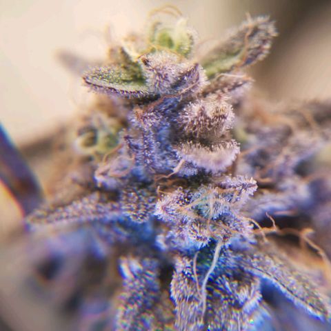 Polar Gelato growlog timeline photo