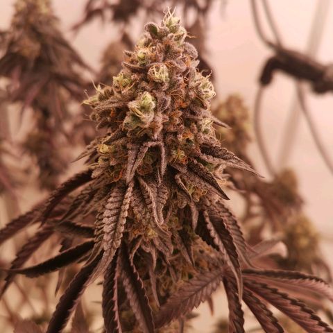 Polar Gelato growlog timeline photo