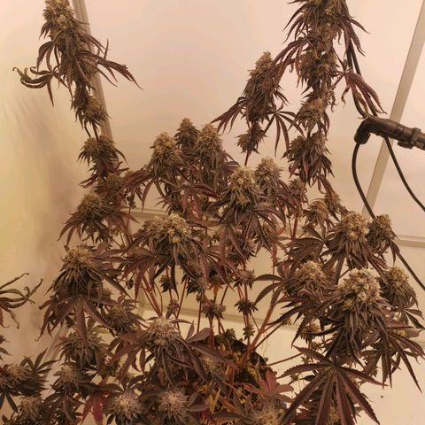Polar Gelato growlog timeline photo