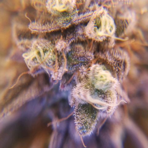 Polar Gelato growlog timeline photo