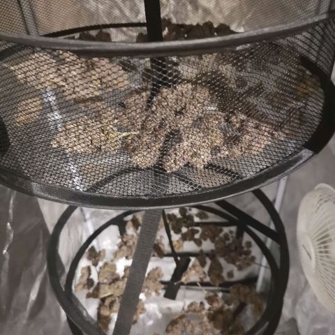 Polar Gelato growlog timeline photo
