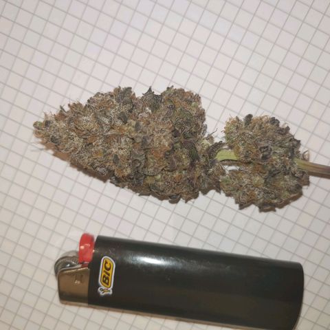 Polar Gelato growlog timeline photo