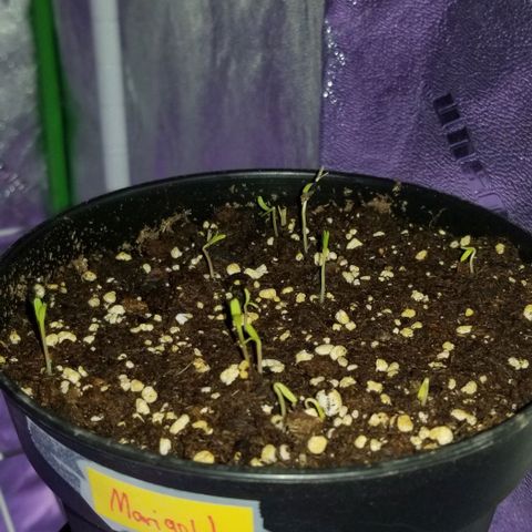 Shield Tower | Basil, Lavender, Marigold, Mint, Lemon Balm, Cilantro, Hot Peppers, Jalapenos, Garlic growlog photo: Marigold first to sprout