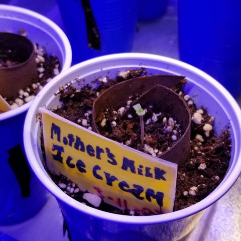 Mother's Ice Cream Milk #1 growlog timeline photo