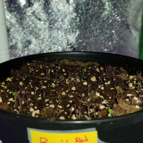 Shield Tower | Basil, Lavender, Marigold, Mint, Lemon Balm, Cilantro, Hot Peppers, Jalapenos, Garlic growlog timeline photo