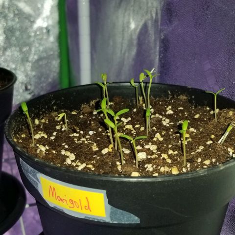 Shield Tower | Basil, Lavender, Marigold, Mint, Lemon Balm, Cilantro, Hot Peppers, Jalapenos, Garlic growlog timeline photo