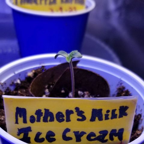 Mother's Ice Cream Milk #1 growlog timeline photo