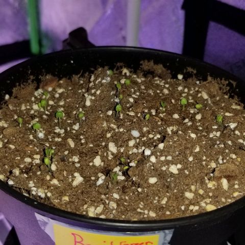 Shield Tower | Basil, Lavender, Marigold, Mint, Lemon Balm, Cilantro, Hot Peppers, Jalapenos, Garlic growlog photo: Green Basil starting to sprout