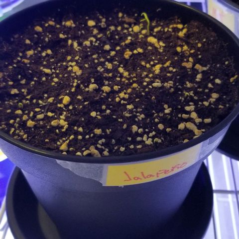 Shield Tower | Basil, Lavender, Marigold, Mint, Lemon Balm, Cilantro, Hot Peppers, Jalapenos, Garlic growlog photo: Jalapeno sprout