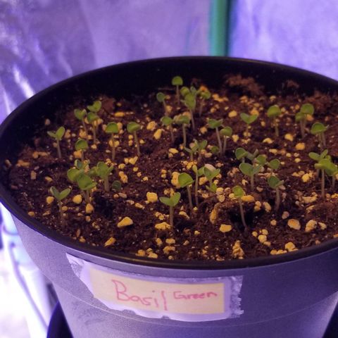 Shield Tower | Basil, Lavender, Marigold, Mint, Lemon Balm, Cilantro, Hot Peppers, Jalapenos, Garlic growlog photo: Basil green sprout