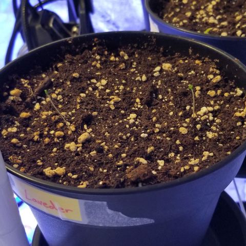 Shield Tower | Basil, Lavender, Marigold, Mint, Lemon Balm, Cilantro, Hot Peppers, Jalapenos, Garlic growlog photo: Lavender sprouts