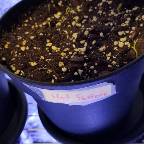 Shield Tower | Basil, Lavender, Marigold, Mint, Lemon Balm, Cilantro, Hot Peppers, Jalapenos, Garlic growlog photo: Hot peppers sprouts