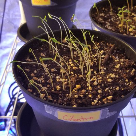 Shield Tower | Basil, Lavender, Marigold, Mint, Lemon Balm, Cilantro, Hot Peppers, Jalapenos, Garlic growlog photo: Cilantro sprouts