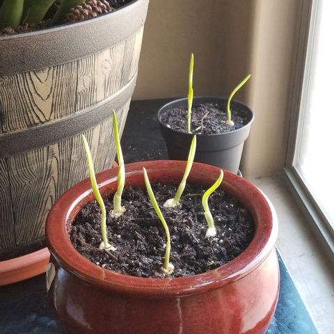 Shield Tower | Basil, Lavender, Marigold, Mint, Lemon Balm, Cilantro, Hot Peppers, Jalapenos, Garlic growlog photo: Garlic put in pots. Not in paradise chamber 