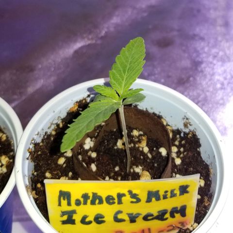 Mother's Ice Cream Milk #1 growlog timeline photo