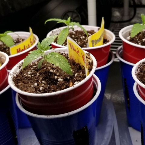 Shield Tower | Basil, Lavender, Marigold, Mint, Lemon Balm, Cilantro, Hot Peppers, Jalapenos, Garlic growlog photo: Added height to cup & soil for better structure 