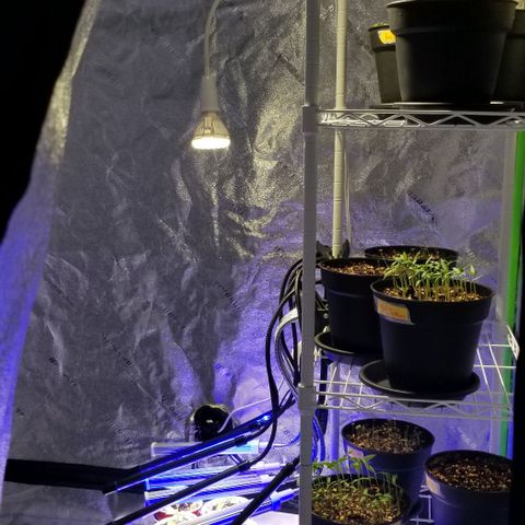 Shield Tower | Basil, Lavender, Marigold, Mint, Lemon Balm, Cilantro, Hot Peppers, Jalapenos, Garlic growlog photo: Replaced the 1x 13w light with 2x 20w