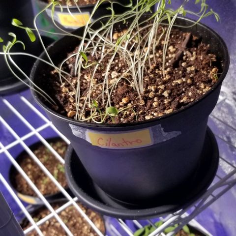 Shield Tower | Basil, Lavender, Marigold, Mint, Lemon Balm, Cilantro, Hot Peppers, Jalapenos, Garlic growlog photo: Progress photos