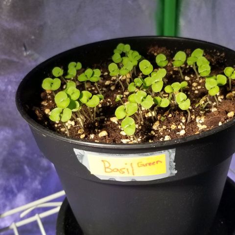 Shield Tower | Basil, Lavender, Marigold, Mint, Lemon Balm, Cilantro, Hot Peppers, Jalapenos, Garlic growlog photo: Progress photos