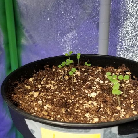 Shield Tower | Basil, Lavender, Marigold, Mint, Lemon Balm, Cilantro, Hot Peppers, Jalapenos, Garlic growlog photo: Progress photos