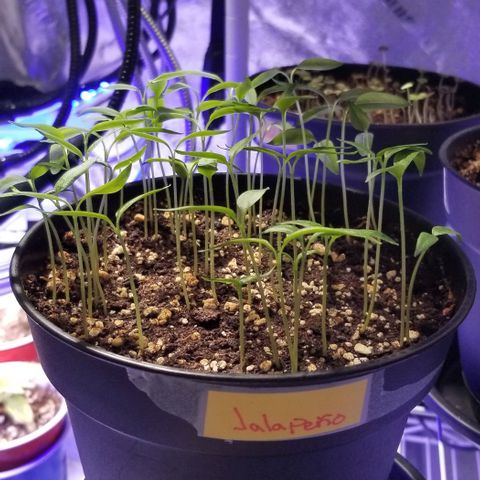Shield Tower | Basil, Lavender, Marigold, Mint, Lemon Balm, Cilantro, Hot Peppers, Jalapenos, Garlic growlog photo: Progress photos