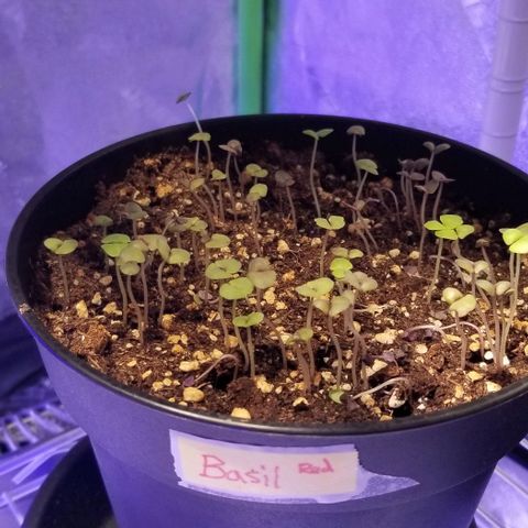 Shield Tower | Basil, Lavender, Marigold, Mint, Lemon Balm, Cilantro, Hot Peppers, Jalapenos, Garlic growlog photo: Progress photos