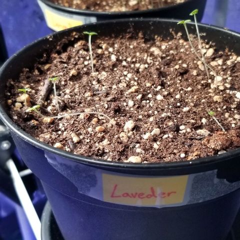 Shield Tower | Basil, Lavender, Marigold, Mint, Lemon Balm, Cilantro, Hot Peppers, Jalapenos, Garlic growlog photo: Progress photos