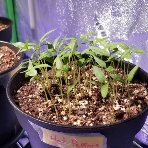 Shield Tower | Basil, Lavender, Marigold, Mint, Lemon Balm, Cilantro, Hot Peppers, Jalapenos, Garlic growlog photo: Progress photos