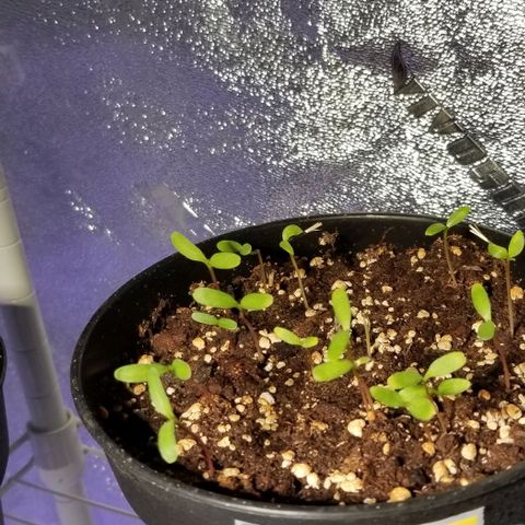 Shield Tower | Basil, Lavender, Marigold, Mint, Lemon Balm, Cilantro, Hot Peppers, Jalapenos, Garlic growlog photo: Progress photos