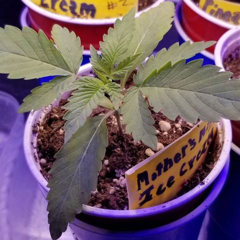 Mother's Ice Cream Milk #1 growlog timeline photo