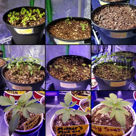 Shield Tower | Basil, Lavender, Marigold, Mint, Lemon Balm, Cilantro, Hot Peppers, Jalapenos, Garlic growlog photo: Progress photos (all)