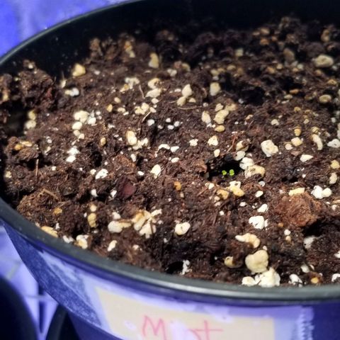 Shield Tower | Basil, Lavender, Marigold, Mint, Lemon Balm, Cilantro, Hot Peppers, Jalapenos, Garlic growlog photo: Mint finally spouting. 