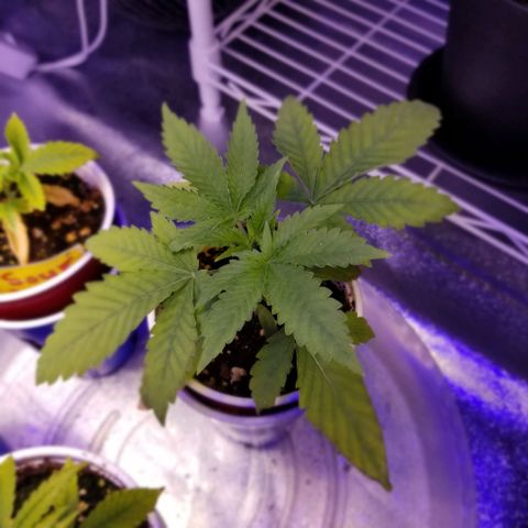 Mother's Ice Cream Milk #1 growlog timeline photo