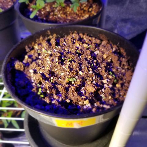 Shield Tower | Basil, Lavender, Marigold, Mint, Lemon Balm, Cilantro, Hot Peppers, Jalapenos, Garlic growlog photo: Progress