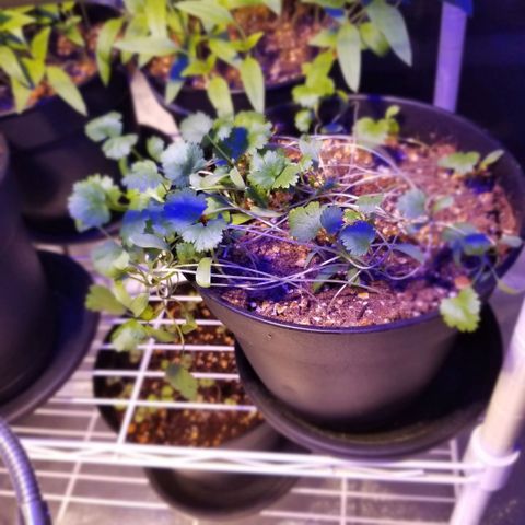 Shield Tower | Basil, Lavender, Marigold, Mint, Lemon Balm, Cilantro, Hot Peppers, Jalapenos, Garlic growlog photo: Progress