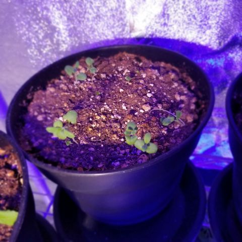 Shield Tower | Basil, Lavender, Marigold, Mint, Lemon Balm, Cilantro, Hot Peppers, Jalapenos, Garlic growlog photo: Progress