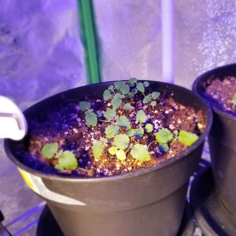 Shield Tower | Basil, Lavender, Marigold, Mint, Lemon Balm, Cilantro, Hot Peppers, Jalapenos, Garlic growlog photo: Progress